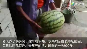 吃真正的瓜的视频,一场视觉与味觉的双重盛宴